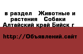  в раздел : Животные и растения » Собаки . Алтайский край,Бийск г.